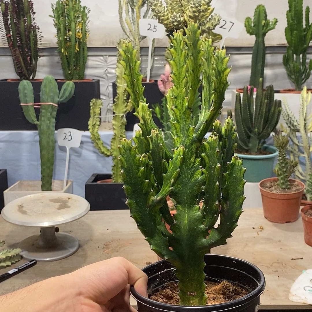 无花朵翡翠玉柱一物一拍