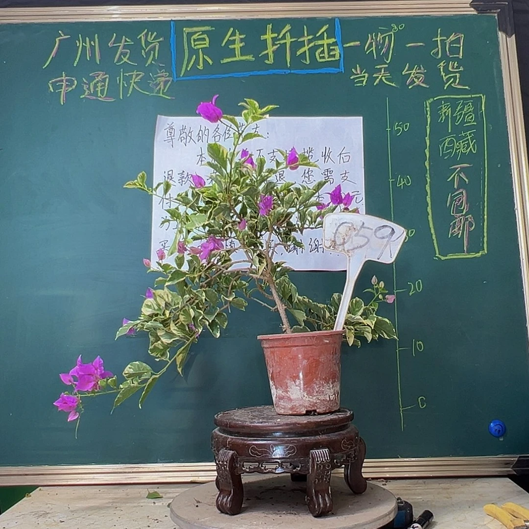 当前无花栽培后可以开花银边深紫059