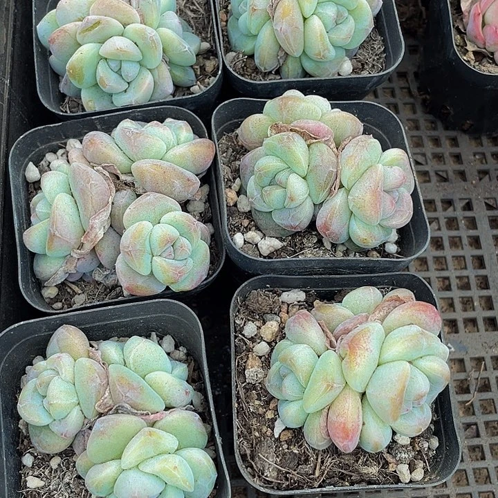 三头琥珀冰玉3.8带盆