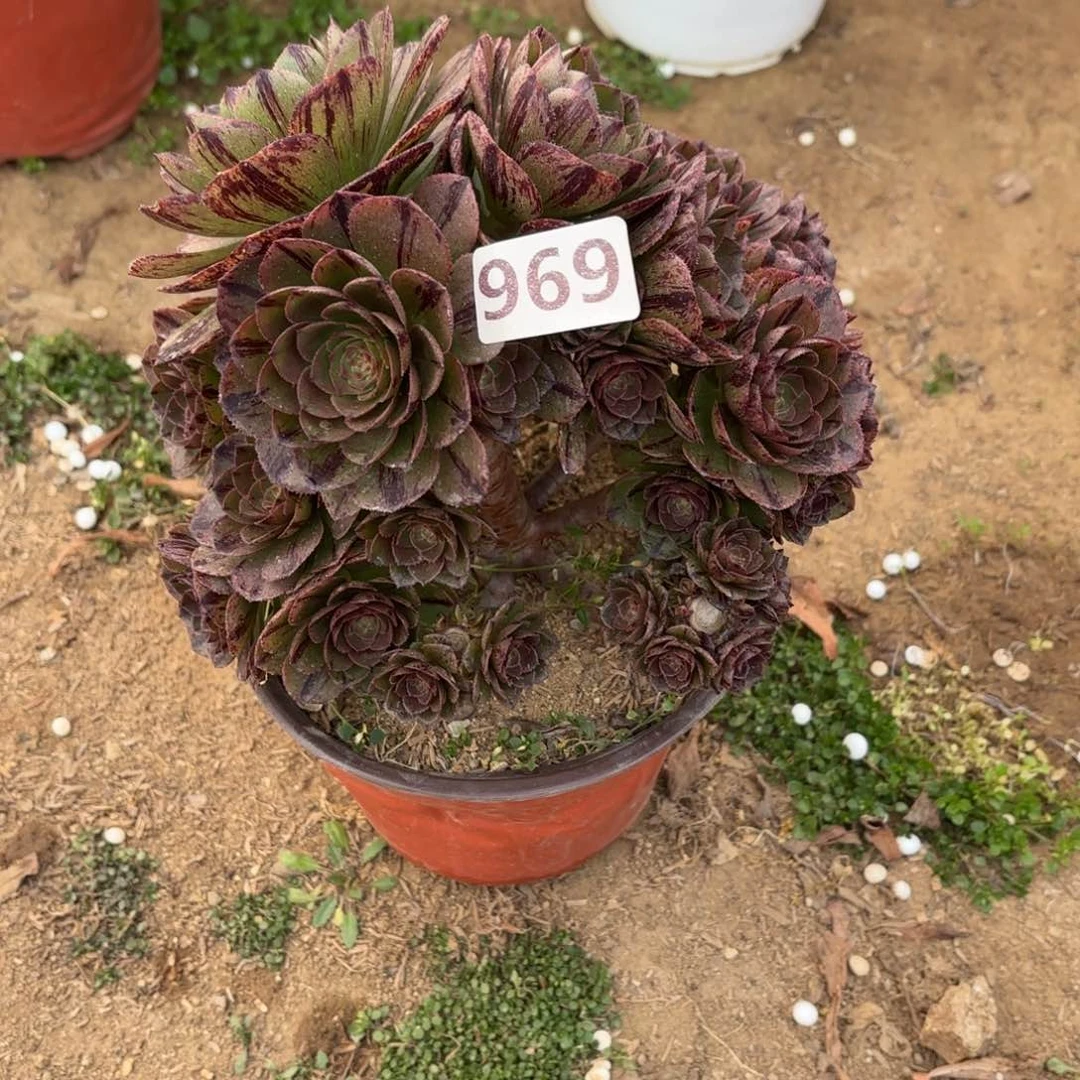 969万拉丝多肉砍过头不包损