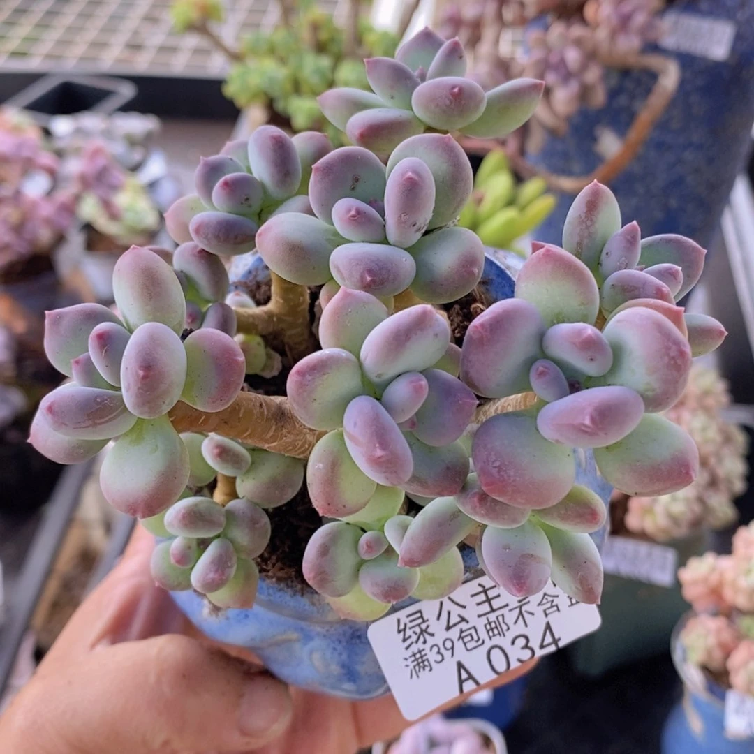 苹果奶不包整10cm034多肉酱