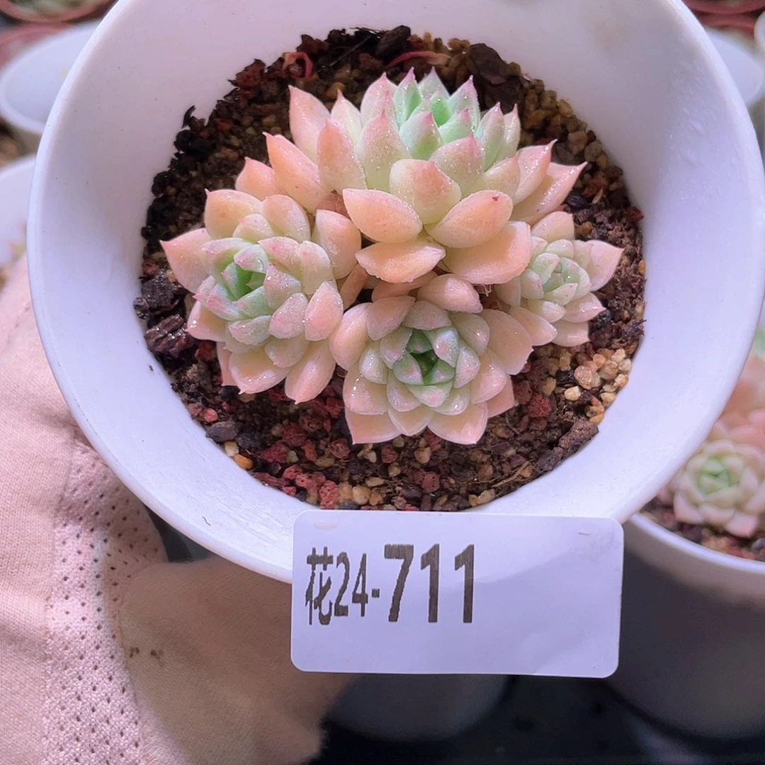 花利美24-711居里夫人