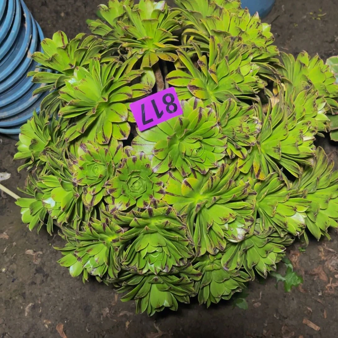 必火法师26//35包邮