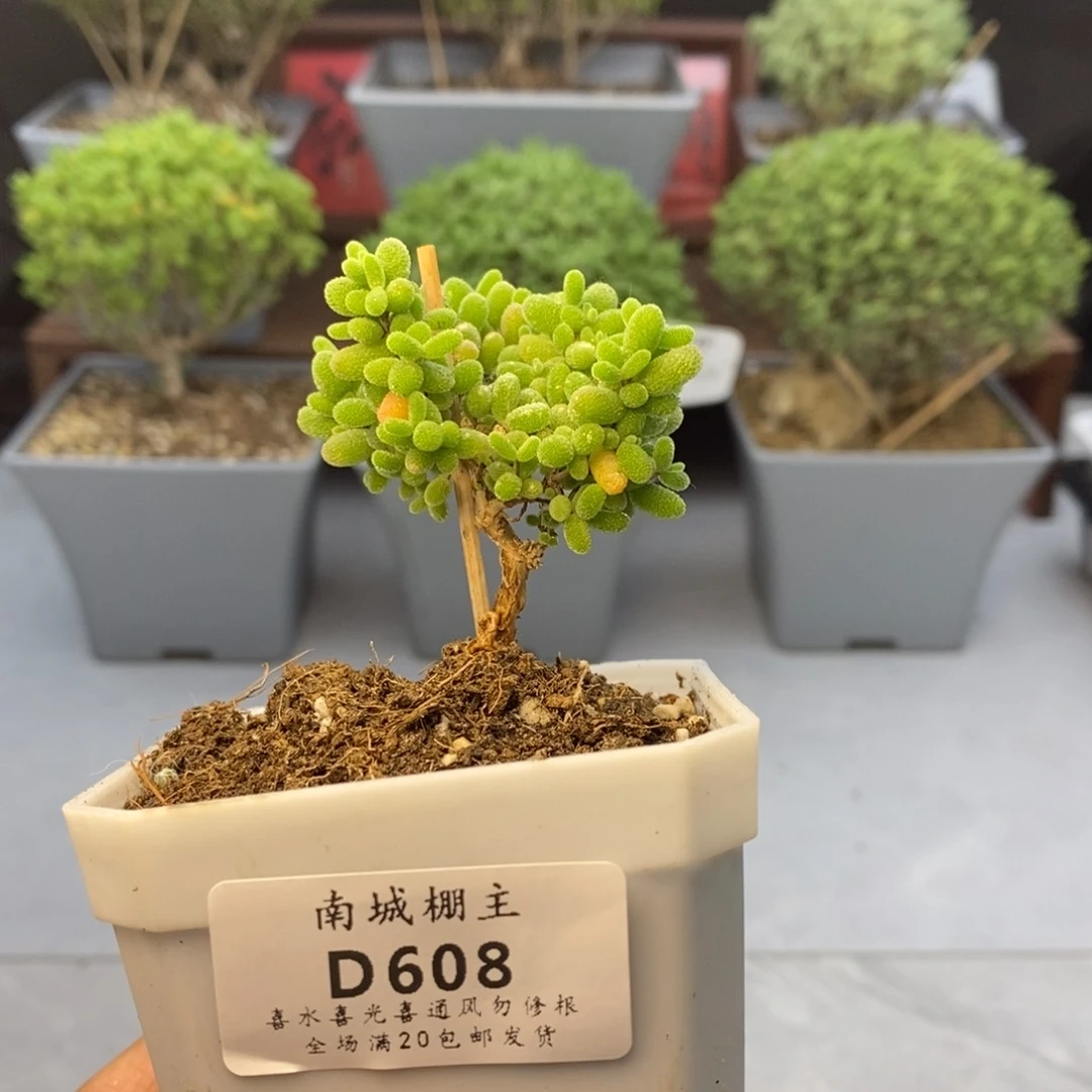608蜜橘糖球枝干