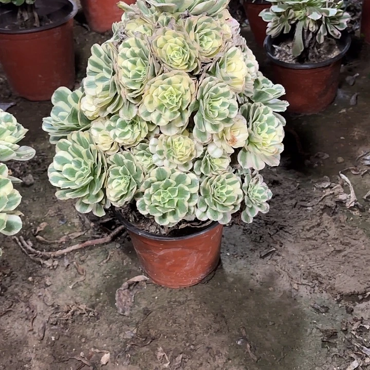 贝***予多肉植物迈巴赫39