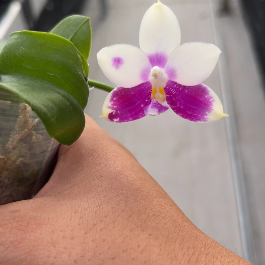 完全开放1931 2.8新出根 JG2374 一物一拍