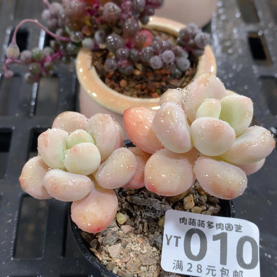 肉萌萌拇指盆精控多肉YT010