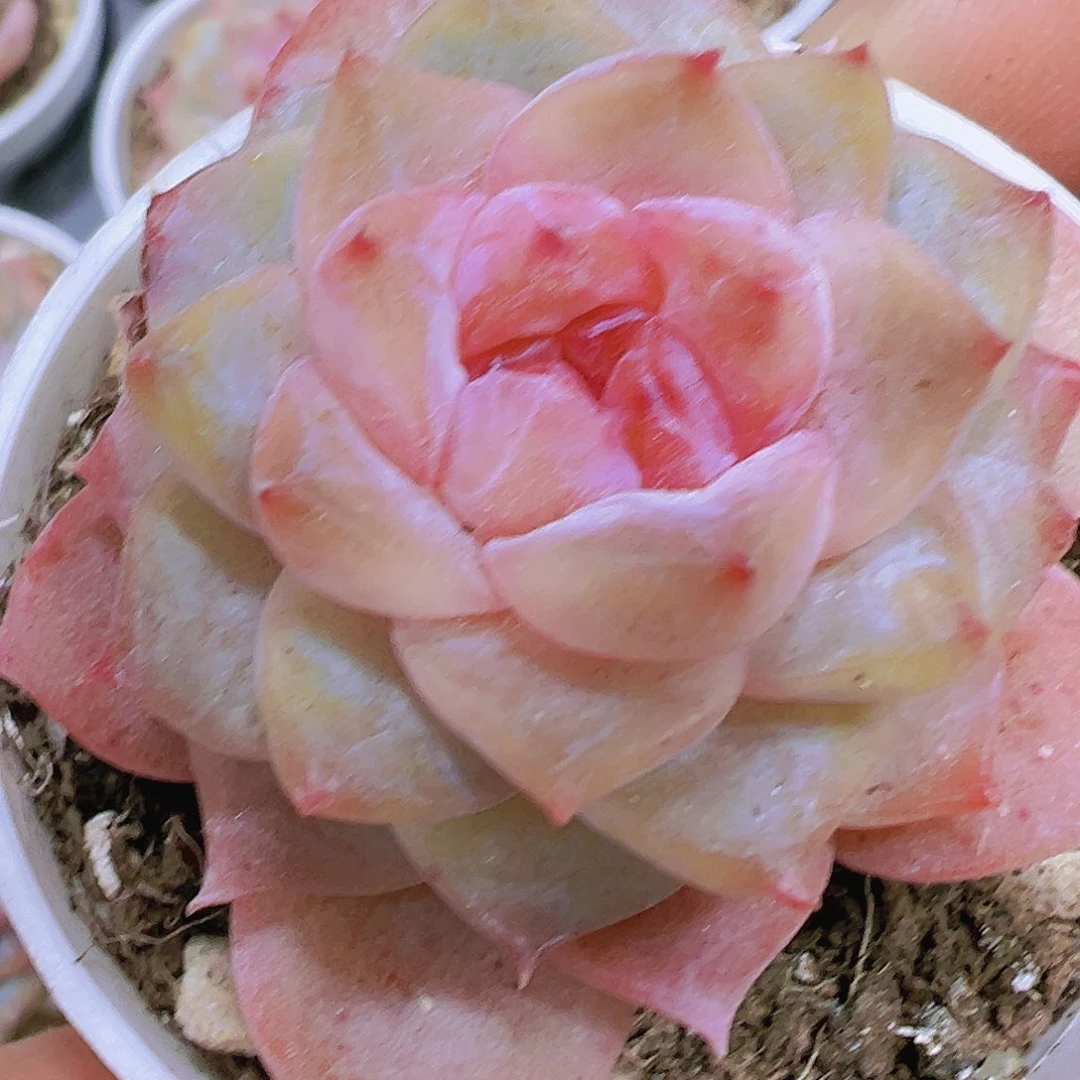 粉胭脂带盆19包邮