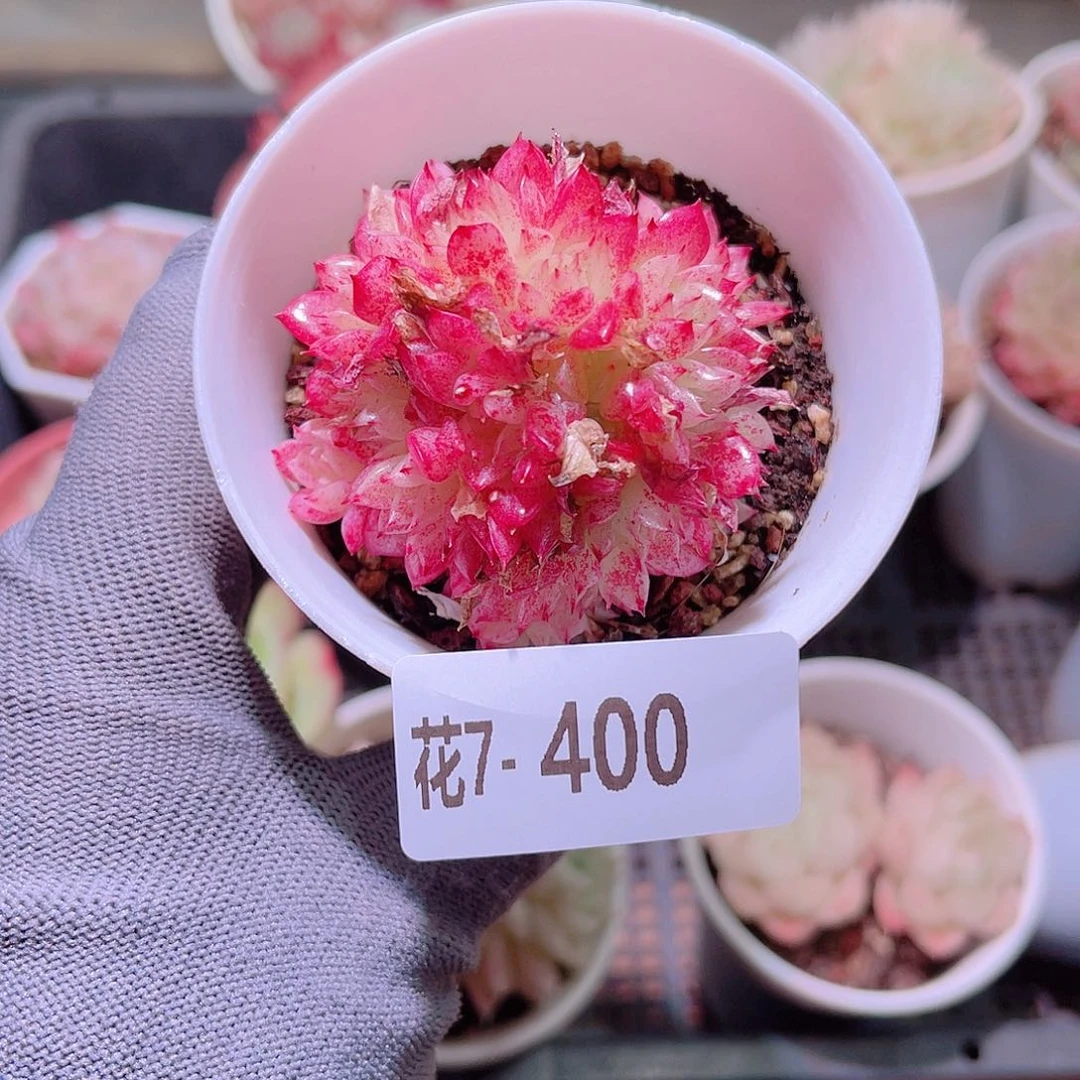 花07-400麦秆群生