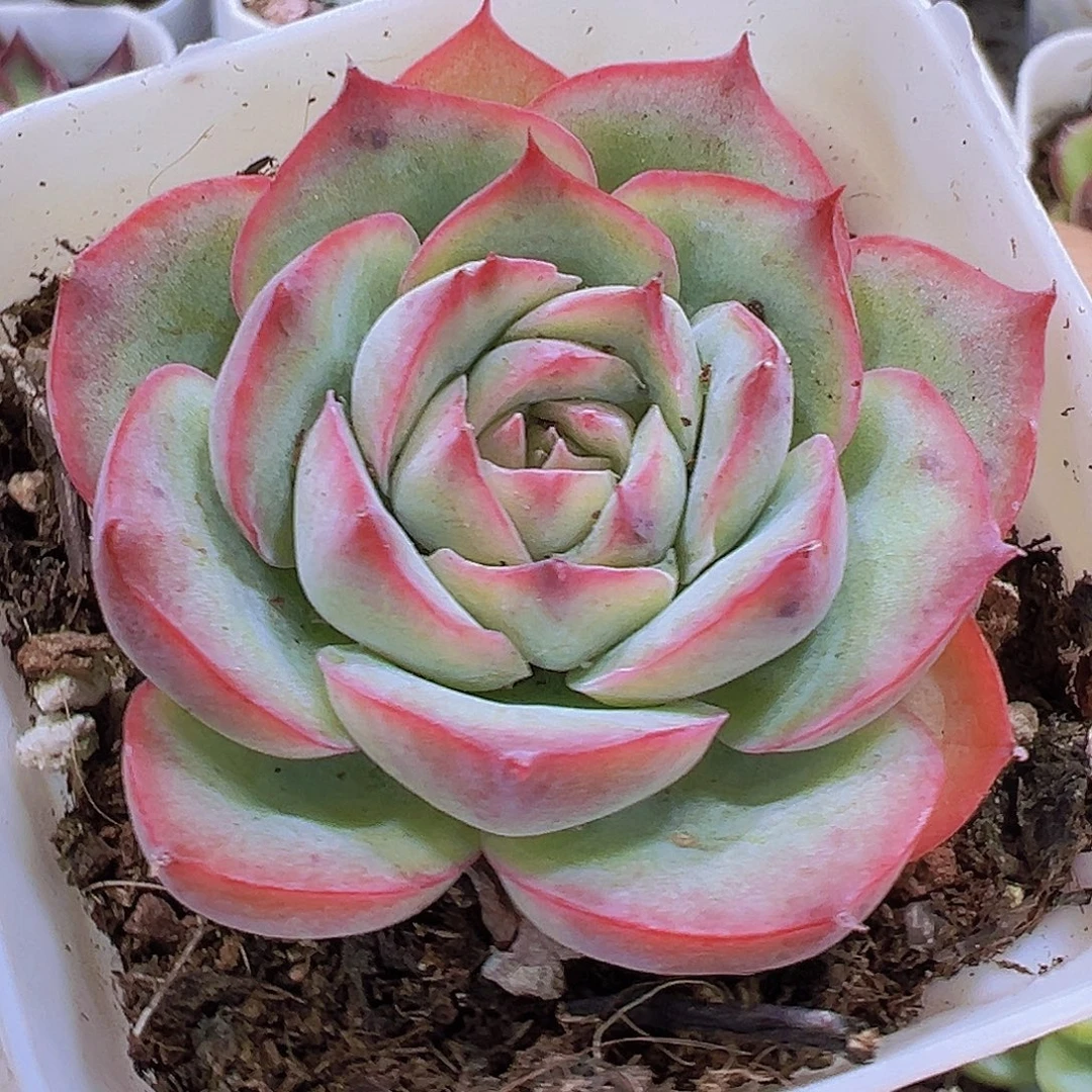 侧影9.9包邮多肉植物