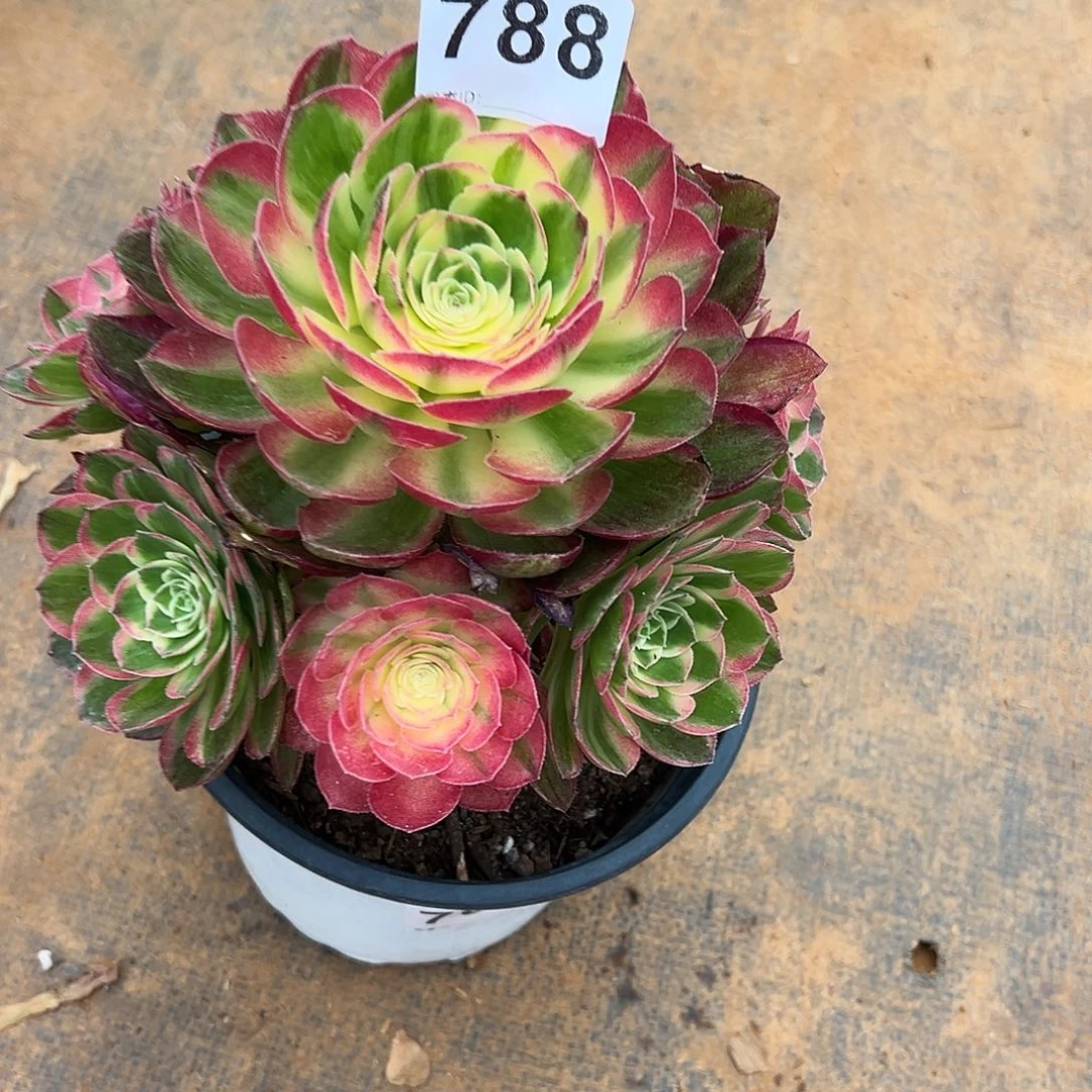 全部花朵精品多肉植物788