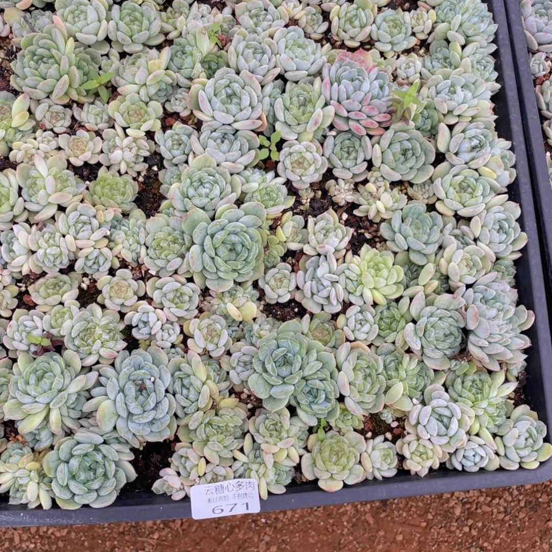 布**辣云糖心多肉植物671