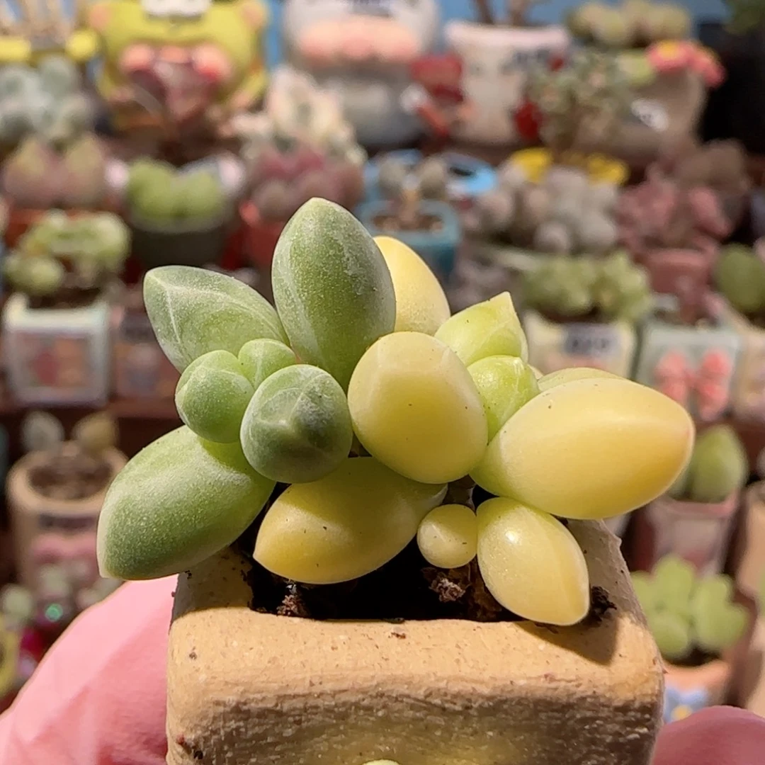 T天空美人锦盆口1.5cm