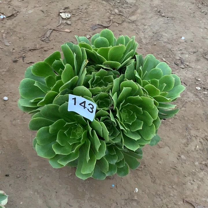 无花朵143绿杨蓉多肉