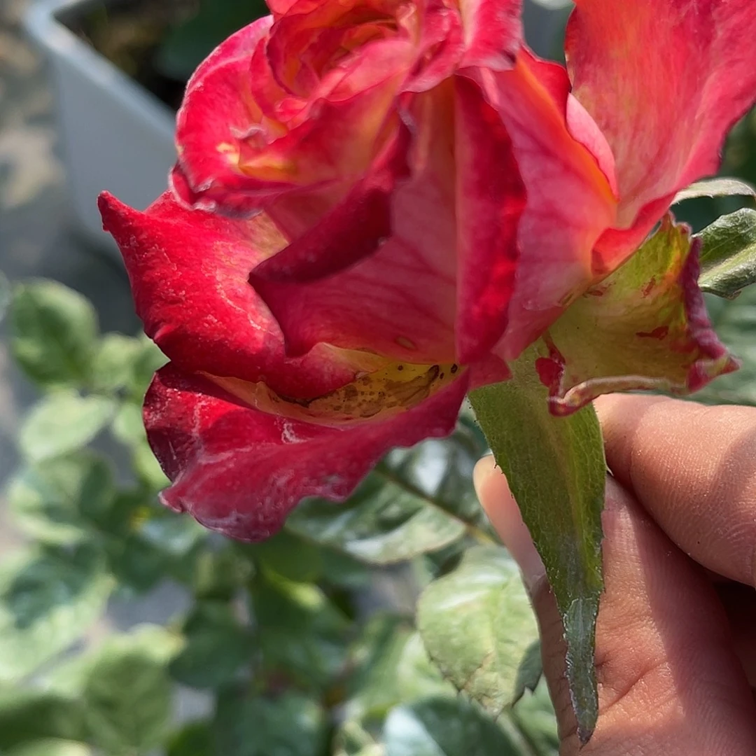 无花朵———梦幻 福利款