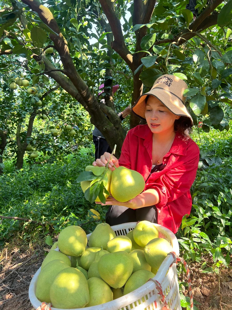 福建仙游正宗度尾老树红心文旦柚当季新鲜果园现摘水果