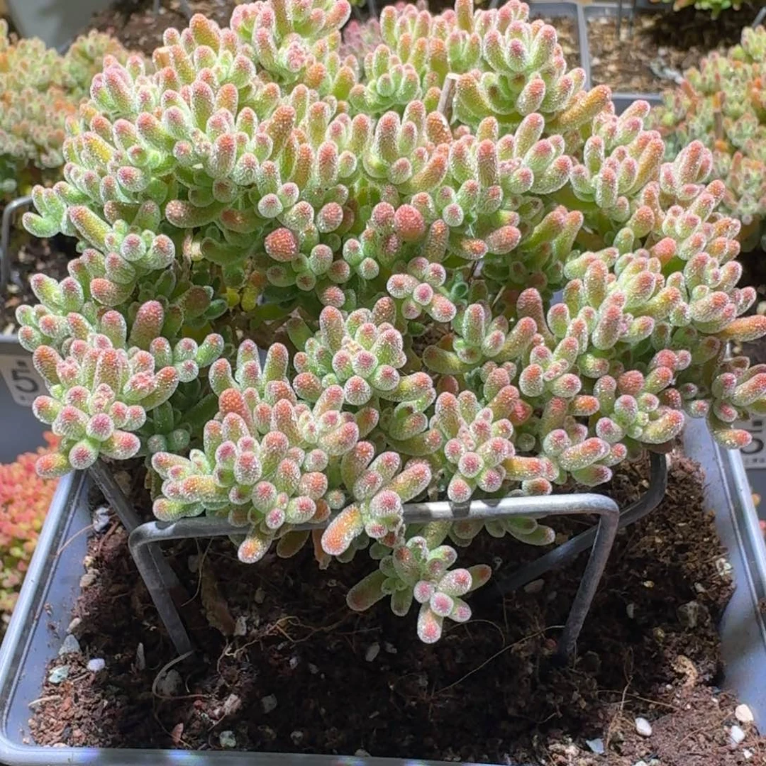 冰晶晶枝干番杏福利563