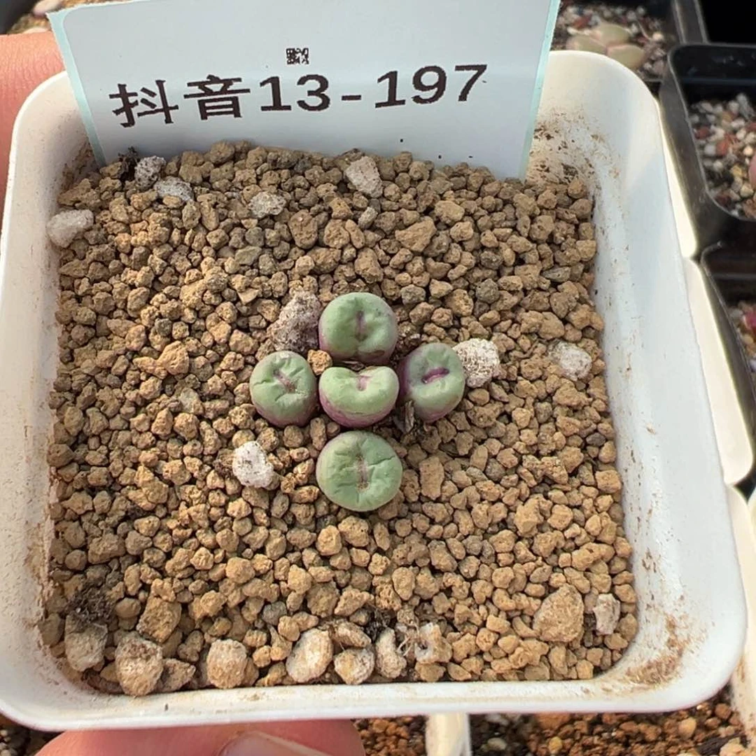 玫*13-197肉锥多肉植物，