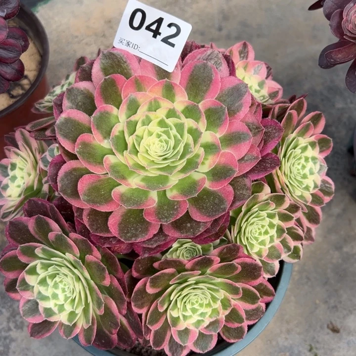 042玉资20厘米左右嫩庄