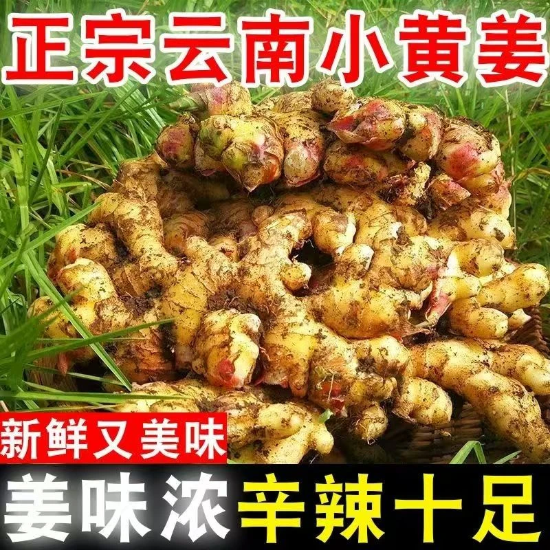 云南罗平小黄姜高山小黄姜新鲜现挖香味浓郁辛辣够味山地种植