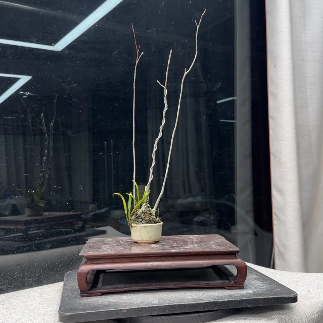 六**爪花卉苗木花卉苗木