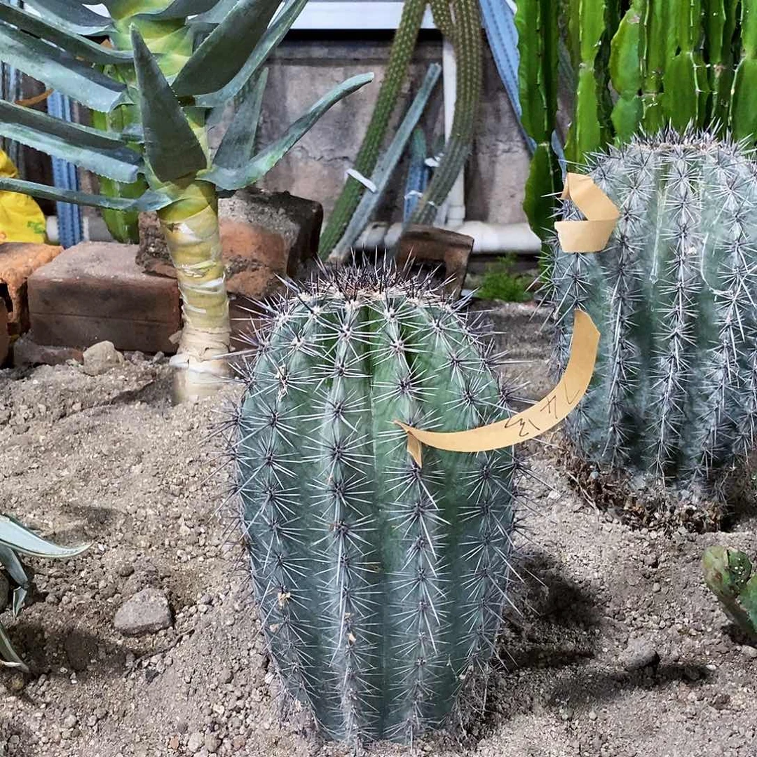 蓬***勃74号拍品。