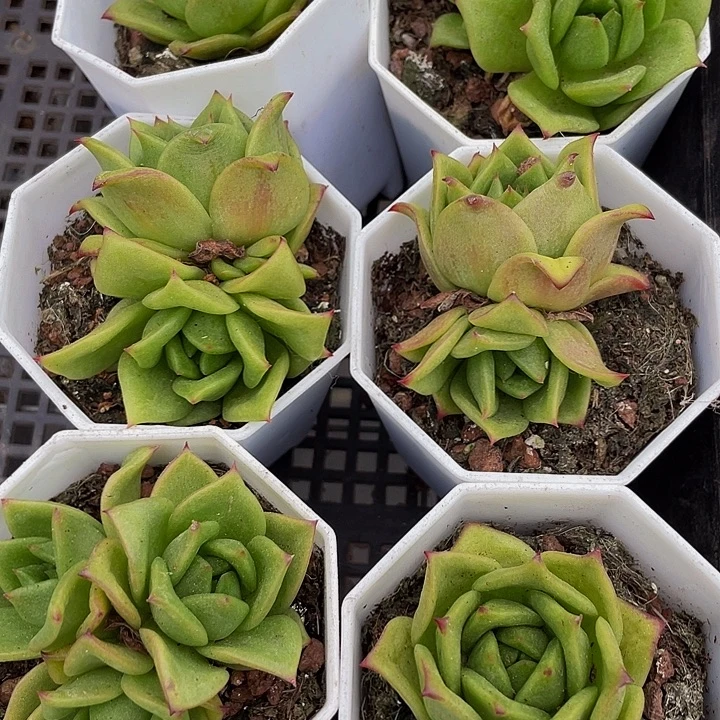 蔷薇锦嗲盆土发货