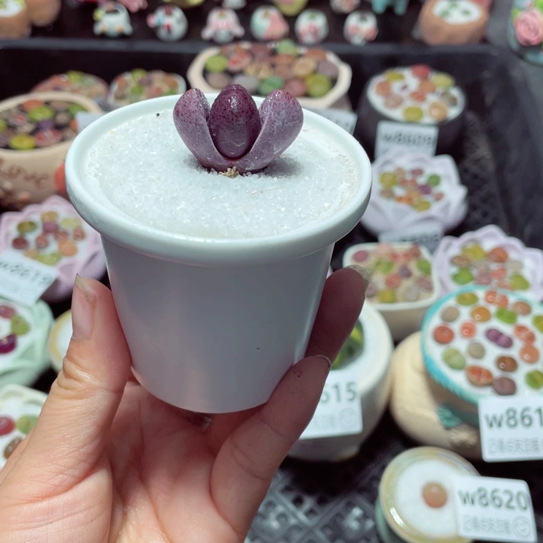 w8622 带盆土发货-零下地区拍保温箱