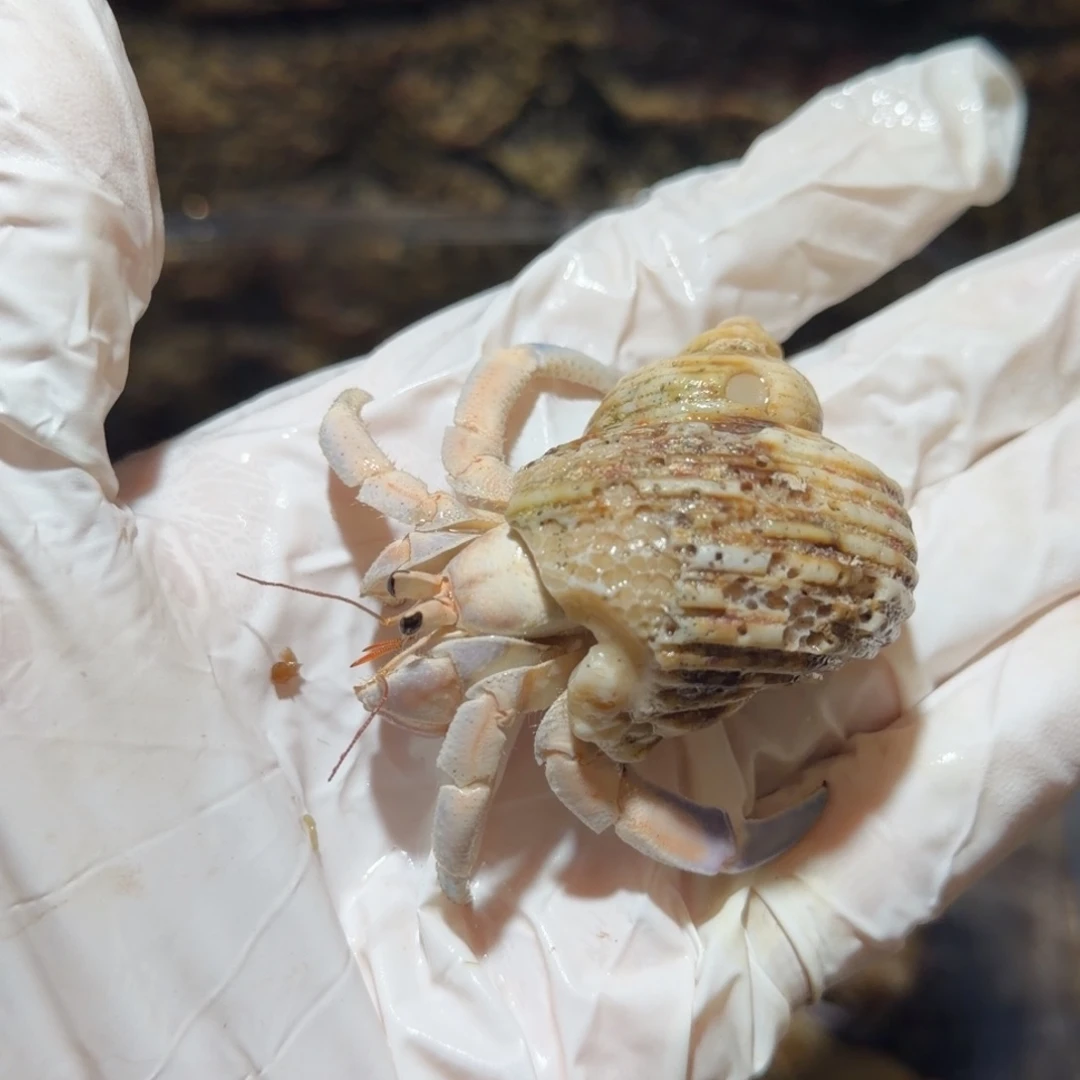 22号 2.1口 紫白粉