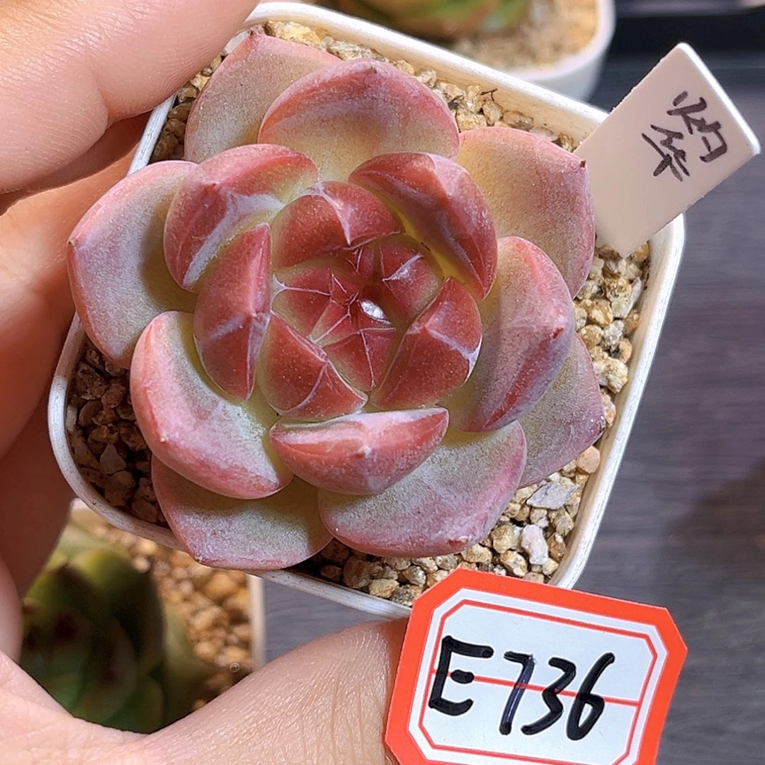 E736一物一拍 灼华