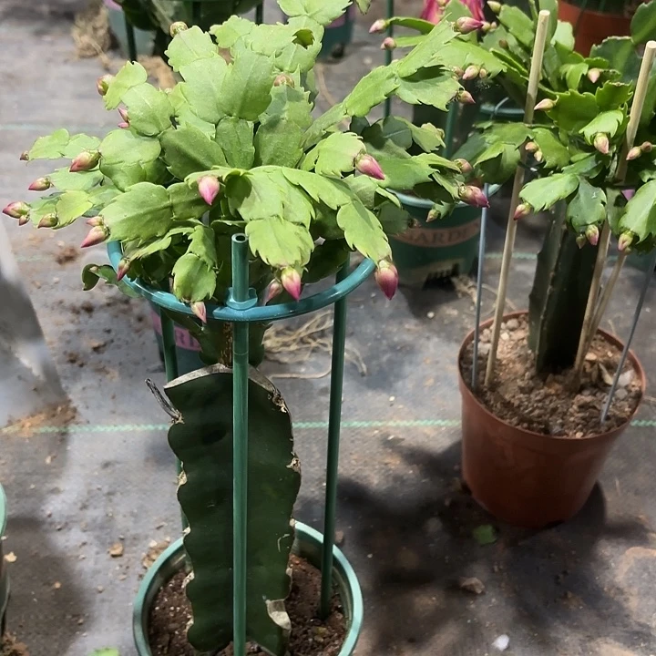 火***武当前无花栽培后可以开花