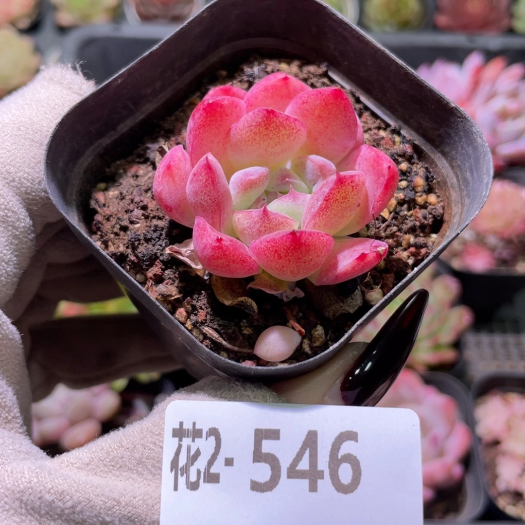 花利美2-546彼岸花