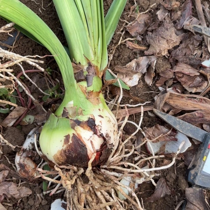 无花朵紫**仙甜蜜福利6314