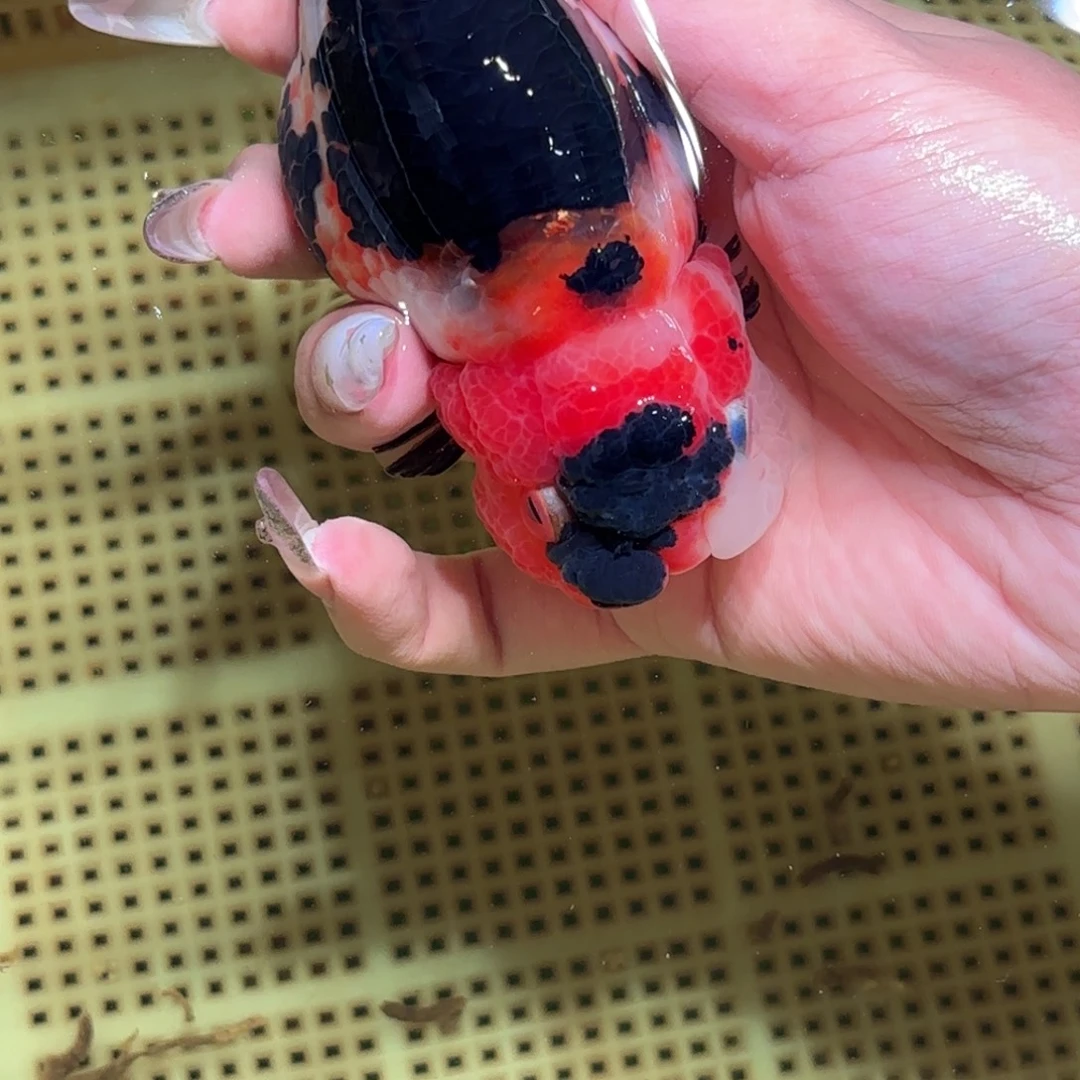 逃***莲金鱼拍包装包邮，不拍包装运费到付