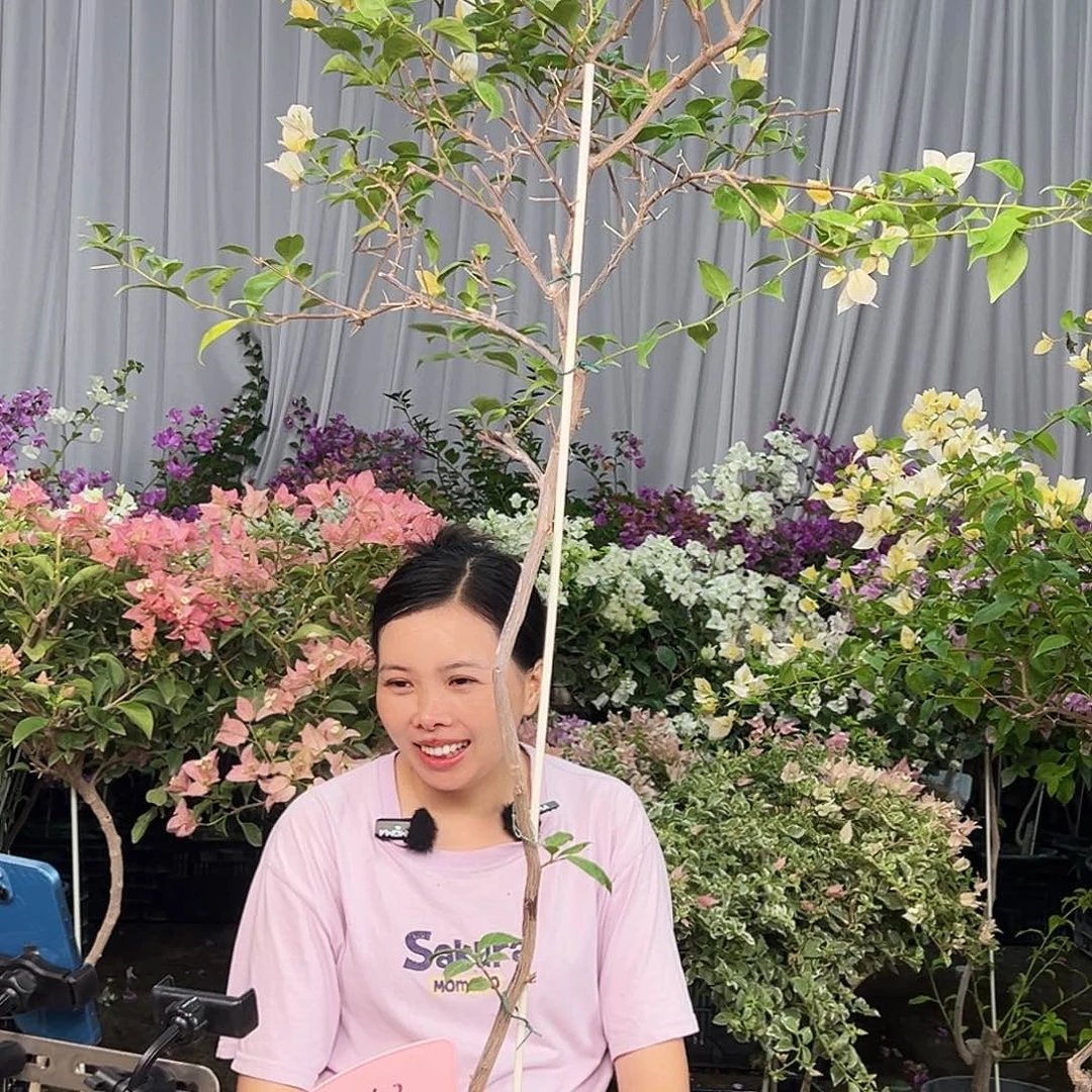 云***望大部分花苞少量开放E43苏瓦娜