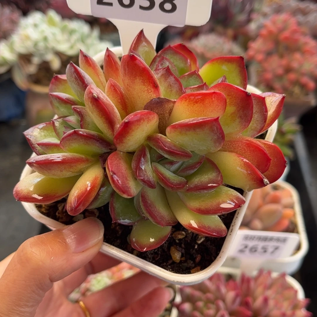 2658 满30包邮天冷必拍保温箱