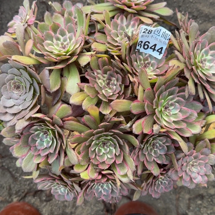 18644紫霞多肉植物