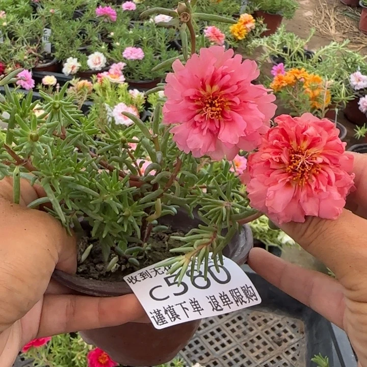 无花朵C580超小苗盆口10cm