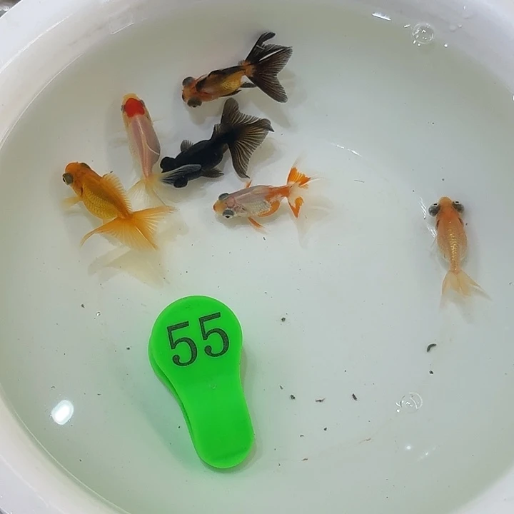 精品金鱼包邮包活到家