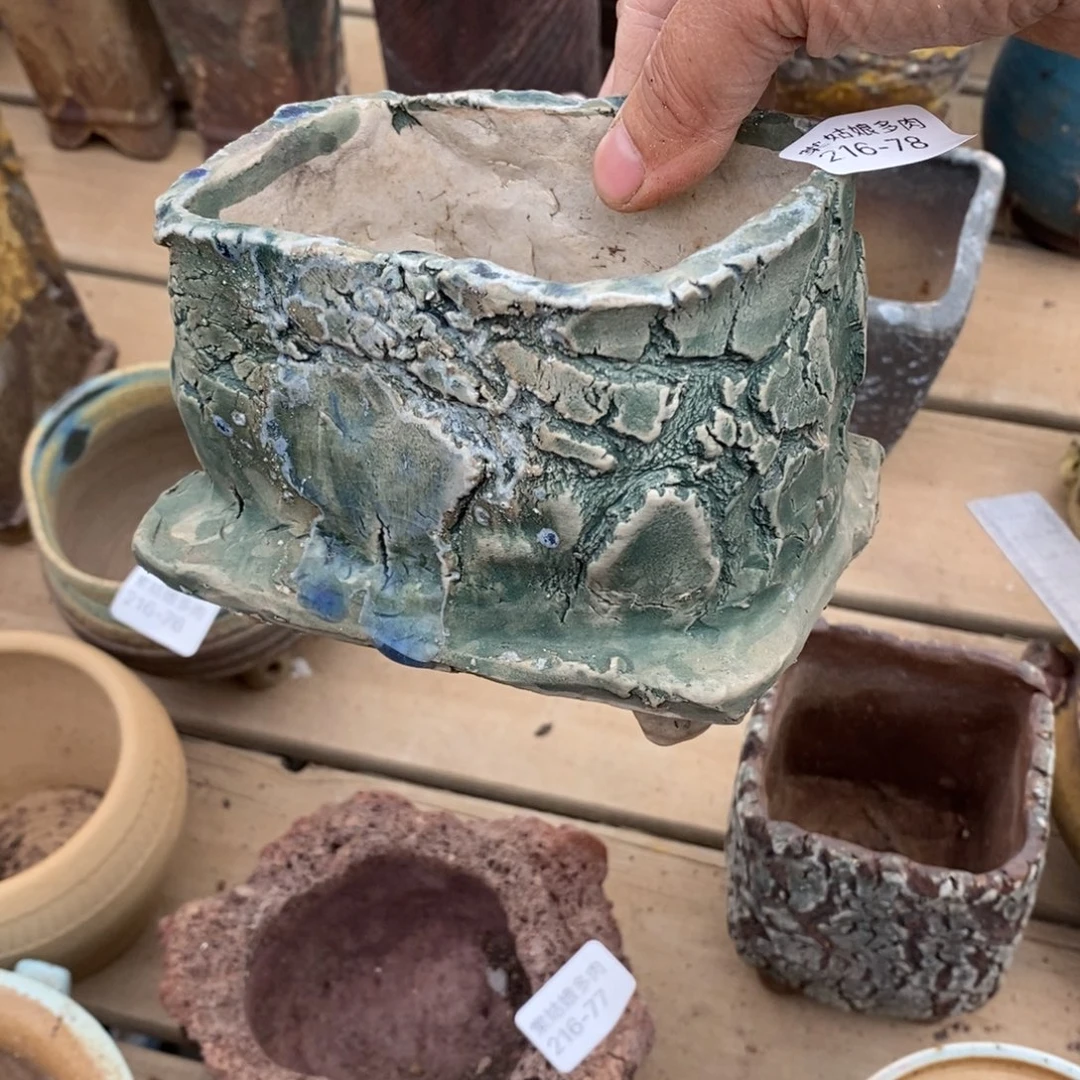 红陶彼*78号多肉盆一个呀