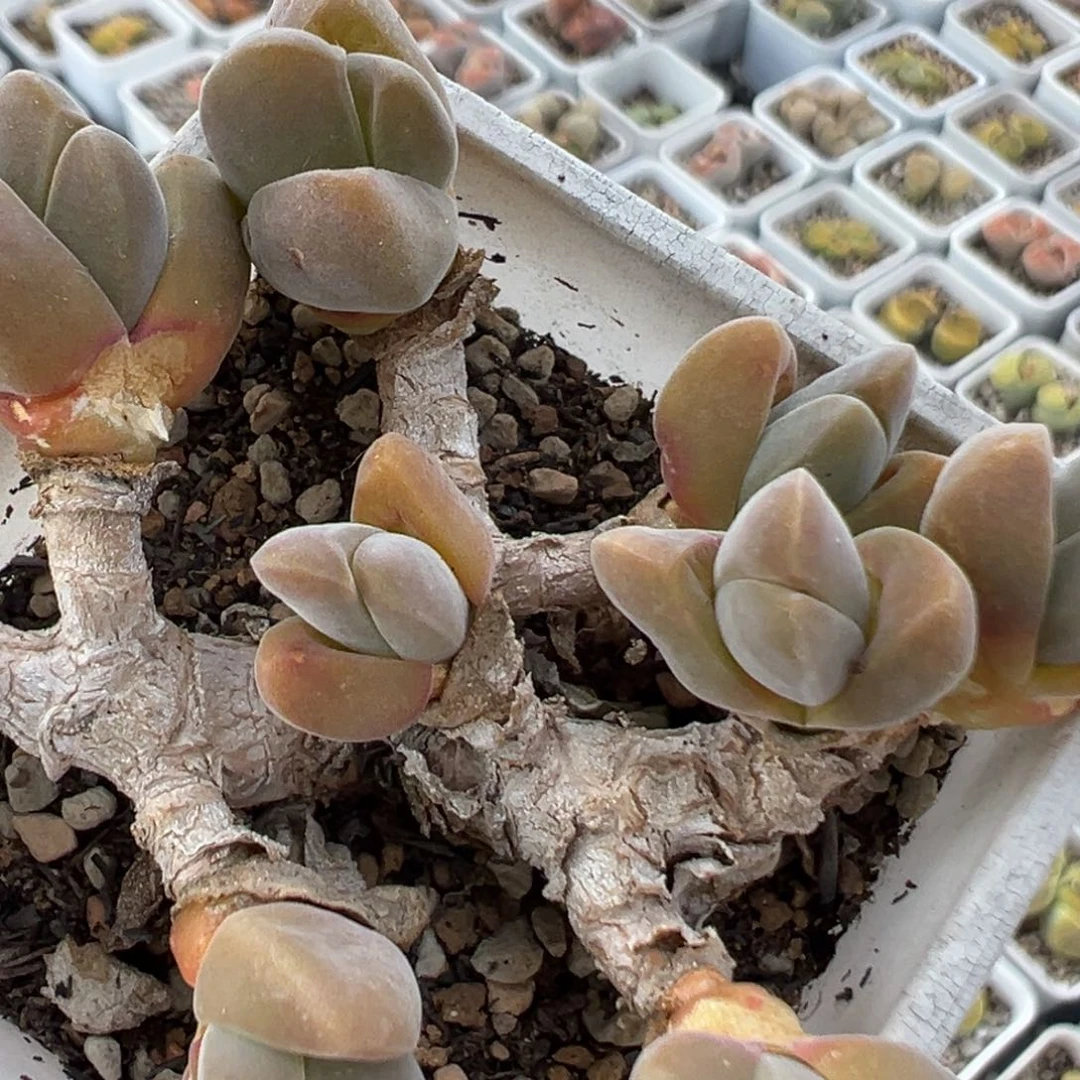 ?****゛23多肉植物百科知识