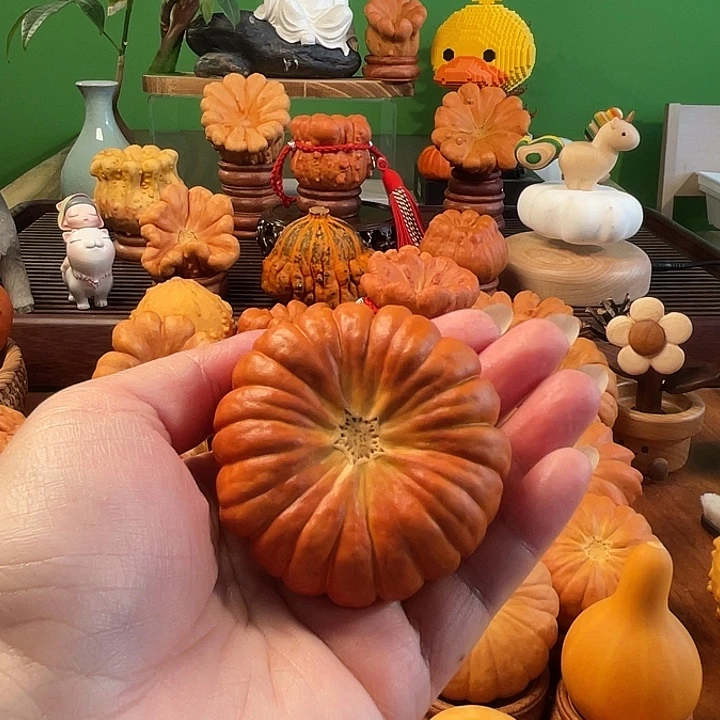 是***吖墨西哥葫芦手把爆红太阳花