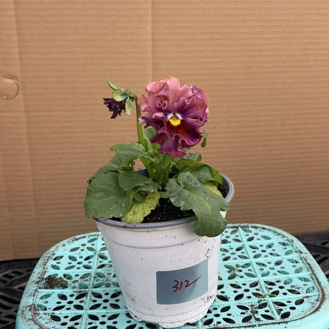 【闪购商品】完全开放312号