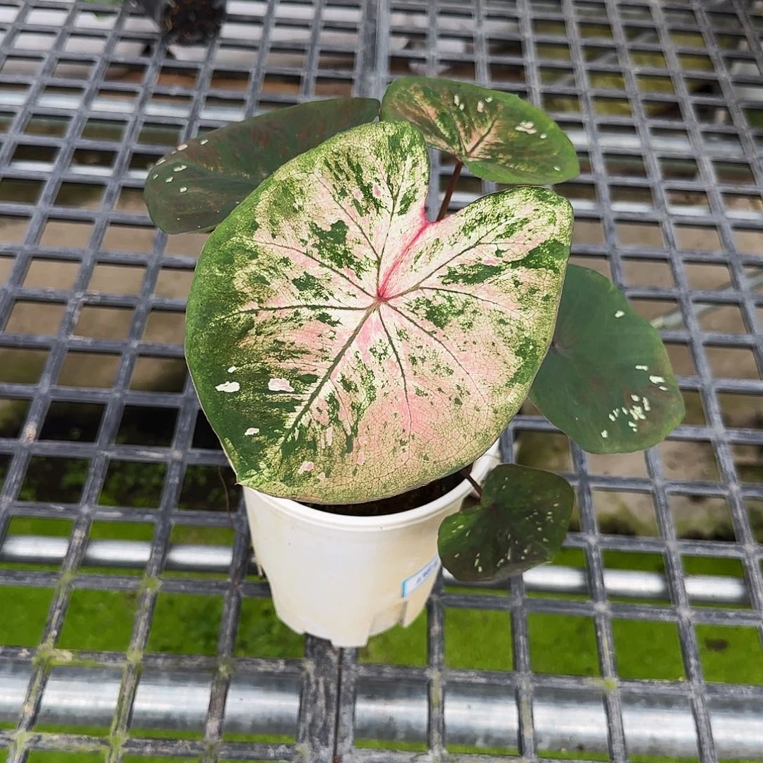 ****y完全开放06海莫不包叶损不包球