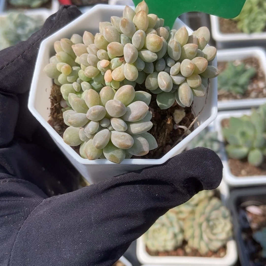 752醉美人缀多肉植物保护