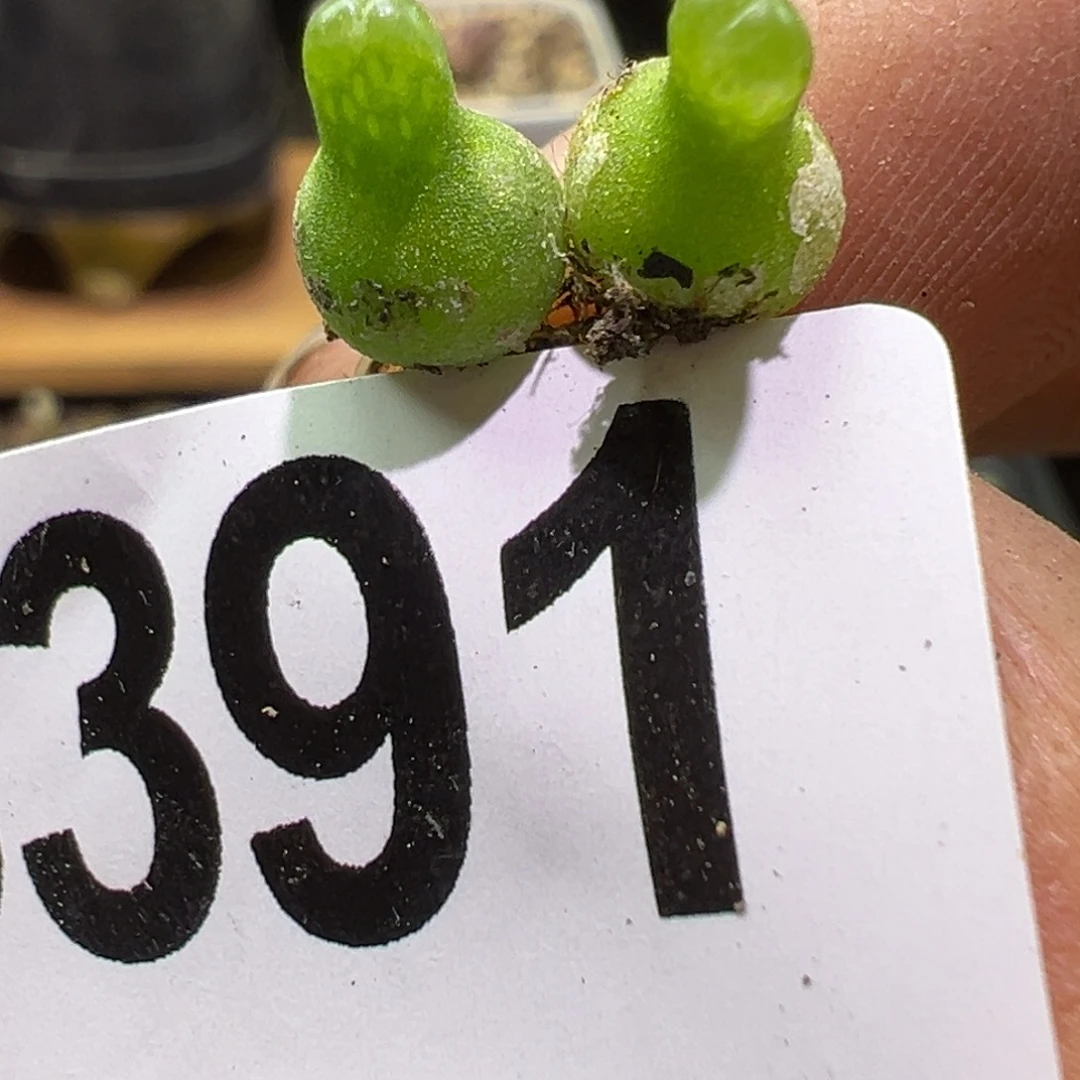 多肉植物111111111111