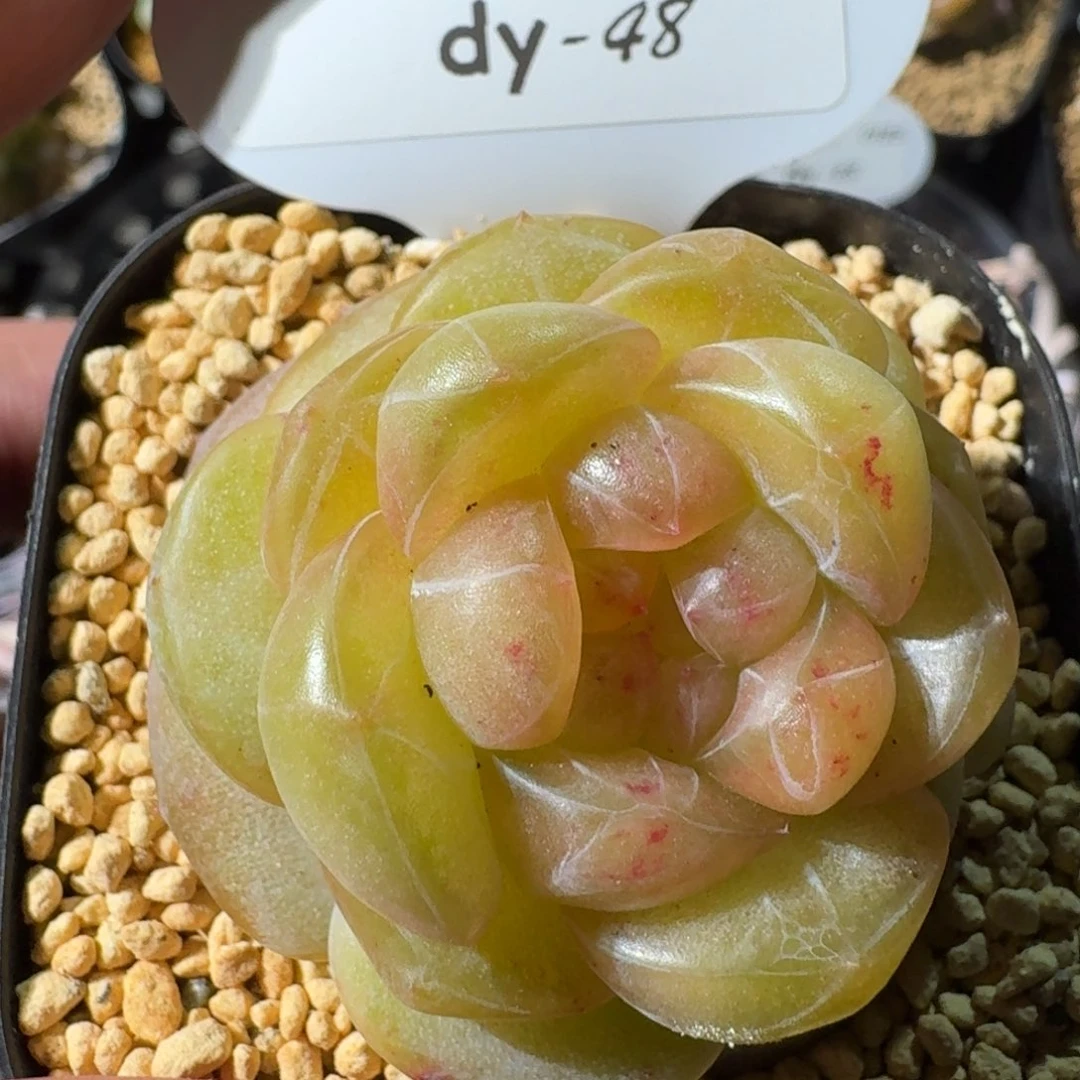 0125-48-招财宝88888