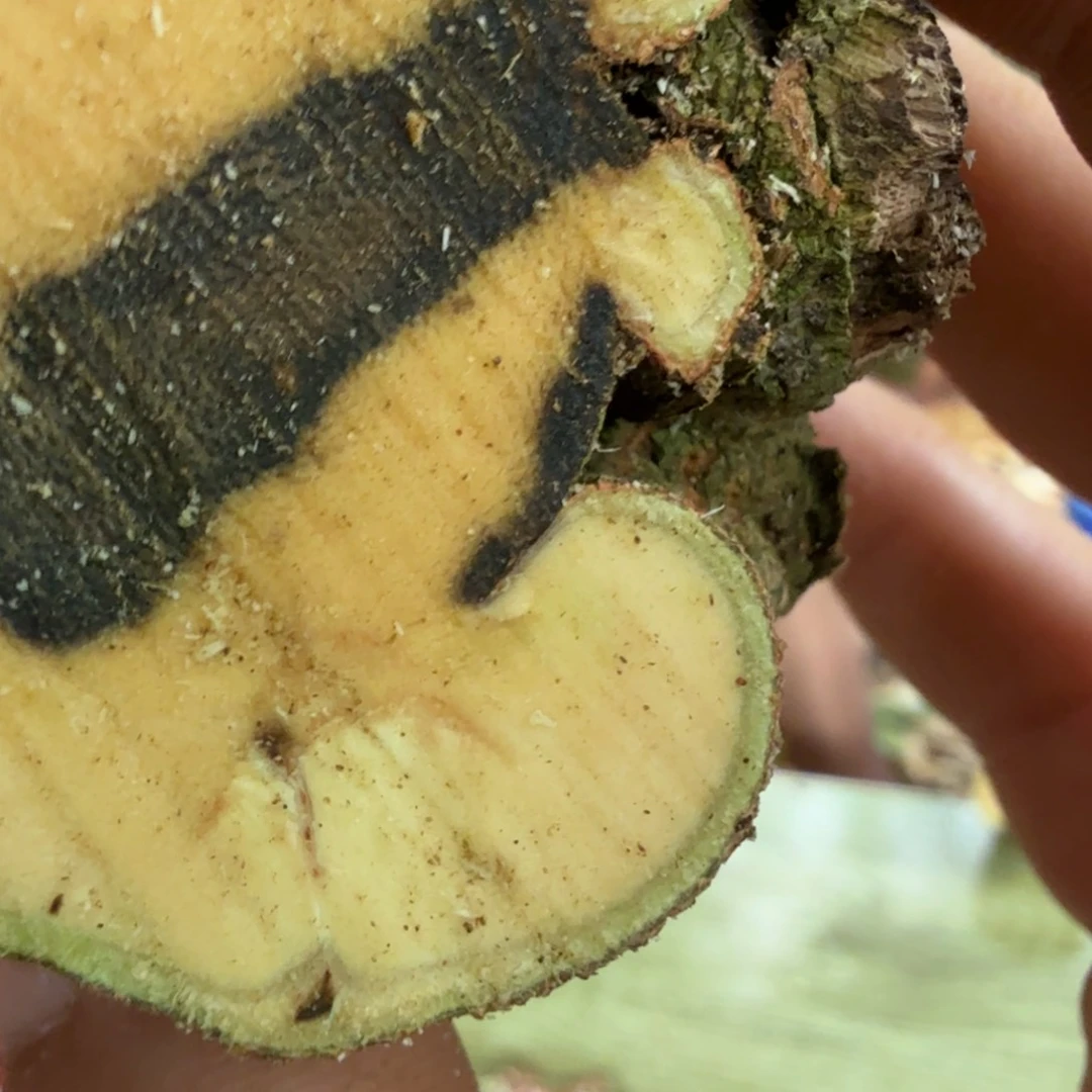 线香奇楠沉香原木