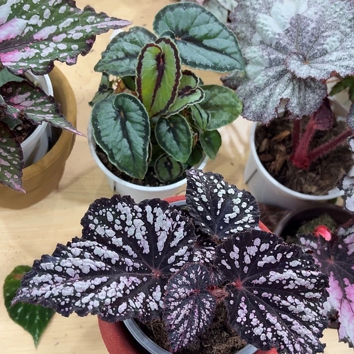 完全开放钻石秋海棠