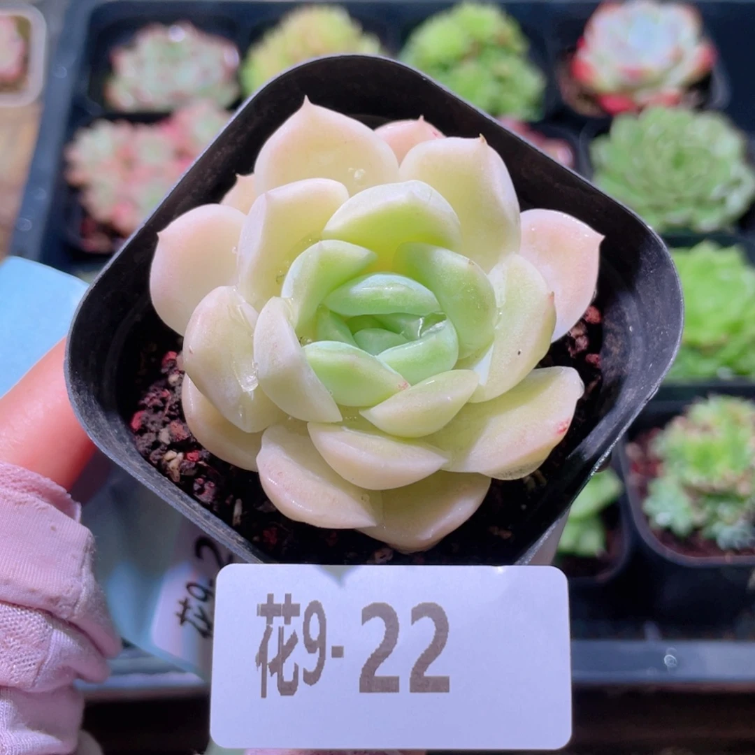 花利美9-22白冰雪女王
